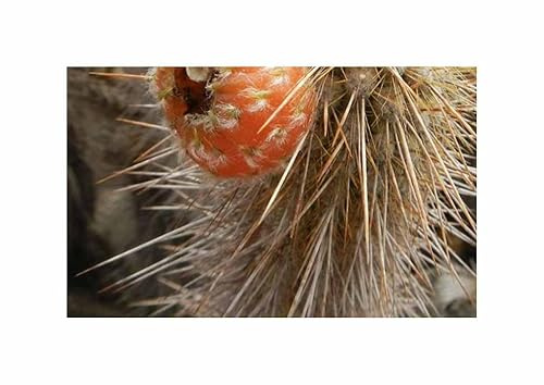 Stk - 5x Weberbauerocereus weberbaueri essbar Kaktus Pflanzen - Samen ID1710 - Seeds & Plants Shop by Ipsa