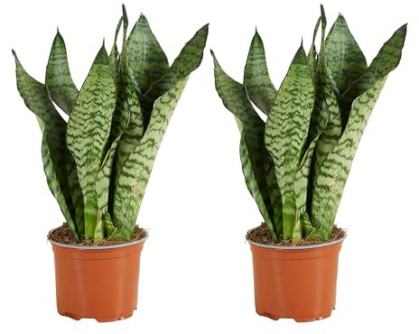 Bloomique - 2er Set - Sansevieria Zeylanica - Bogenhanf - Sukkulenten - Zimmerpflanzen - Sehr Pflegeleicht - Höhe 30-40 cm - Topf 12 cm