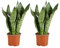 Bloomique - 2er Set - Sansevieria Zeylanica - Bogenhanf - Sukkulenten - Zimmerpflanzen - Sehr Pflegeleicht - Höhe 30-40 cm - Topf 12 cm