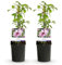 GreenboutiQ - Kletterpflanze - Clematis Pink Fantasy - Blüte Rosa - Wenig Pflege - 2 Pflanzen - Topf 11cm Höhe 40cm
