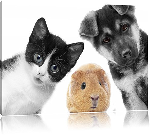 Pixxprint süßes Trio Hund Katze Meerschweinchen B&W, Größe: 100x70cm, Leinwandbild, fertig gespannt, Wandbild, Dekoration, Kunstdruck, kein Poster