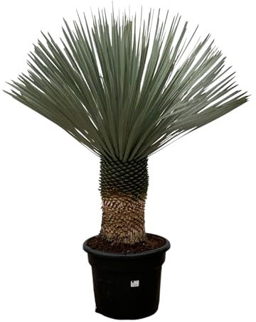 Trendyplants - Yucca Rostrata - Yucca bleu - Rustique - Hauteur 130-150 cm - Taille du pot Ø45cm