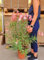 POWERS TO FLOWERS - OLEANDRO ROSA vaso 22cm diametro, pianta vera