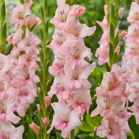 90 graines de fleurs de glaïeul