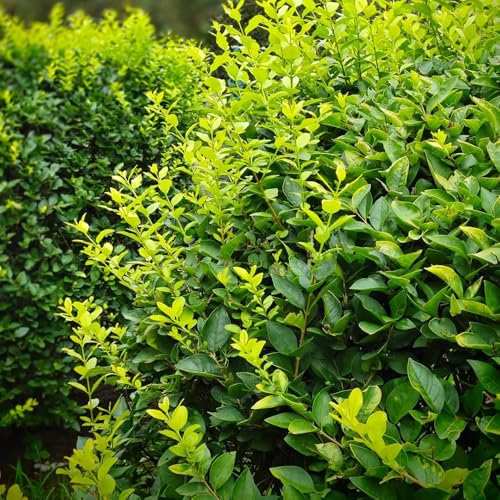 Semi resistenti di siepe di ligustro, piantare siepi Ligustro lucido, vecchie varietà piante da balcone piante autunnali comprare semi di alberi piante da giardino roccioso piante per 100pcs