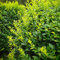 Semi resistenti di siepe di ligustro, piantare siepi Ligustro lucido, vecchie varietà piante da balcone piante autunnali comprare semi di alberi piante da giardino roccioso piante per 100pcs