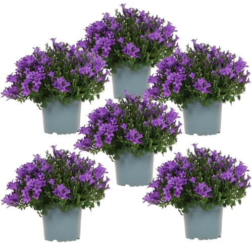 Campanula Addenda Ambella lila 6er Set – Glockenblume violett Topfgröße 12cm – winterhart, lang blühend – Bodendecker für ca.1m²