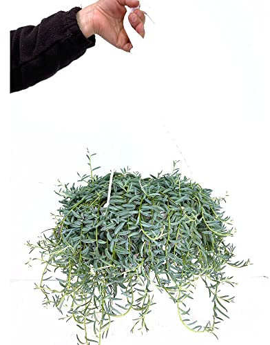 CACTUS SUCULENTA COLGANTE SENECIO CITRIFORMIS M23