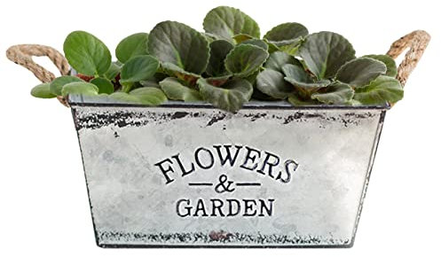 Rosixehird Macetero de metal - Macetas vintage para decoración de balcón y jardín