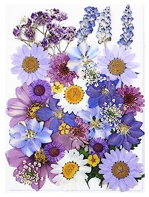WeddHuis 33 Stück Vraies Fleurs Pressées Séchées, Fleur Sechees Naturel pour Résine pour Bricolage Résine Bijoux Faisant Floraux Nail Art(Pourpre)