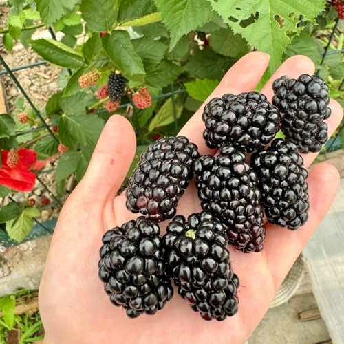 moras plantas semillas resistentes - jardín de regalos bonsái zarzamora semillas de flores semillas de plantas semillas de jardín interior para camas elevadas árboles frutales balcón 150pcs