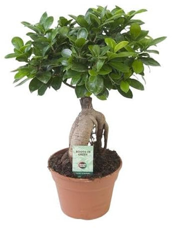 Ficus Ginseng – Ø 17 cm – 40 cm