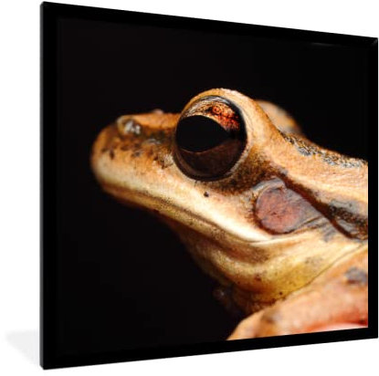 MuchoWow Poster Bilder Wanddeko Deko Wohnzimmer 40x40 cm Frosch - Auge - Schwarz