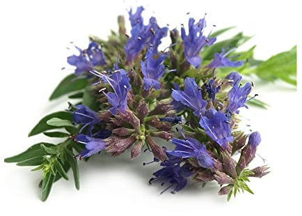 Sachet de graines d'Hysope (Hyssopus officinalis) ou herbe sacrée- Les Graines Bocquet