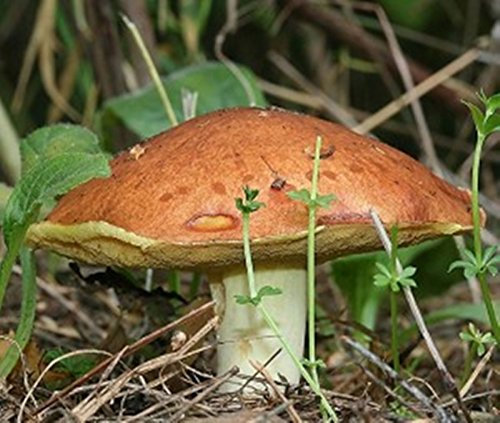 Slippery Jack-Pilz (Suillus luteus) Miceli-Spore-Spawn semi essiccati (10 g)