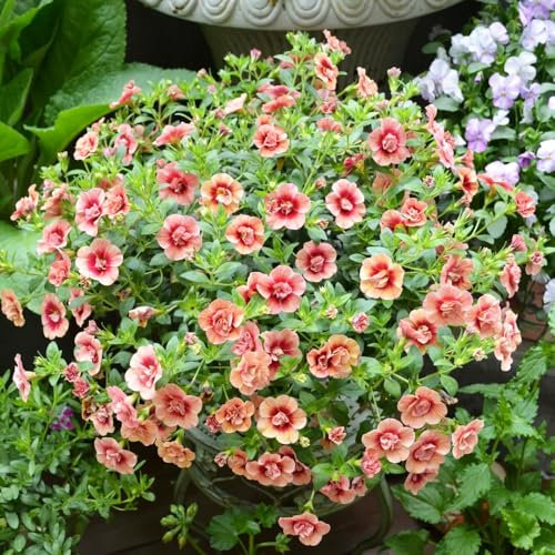 Zauberglöckchen samen (Calibrachoa elegans), winterharte pflanzen für garten,indoor garten geschenke für gartenliebhaber,dekoration wohnzimmer winterharte kübelpflanzen,Farbenprächtige 150pcs