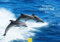 Edition Seidel Premium Kalender Fasziation Delfine 2026 Format DIN A3 Wandkalender Tierkalender Delfin Wale Orcas Säugetiere Meer Ozean