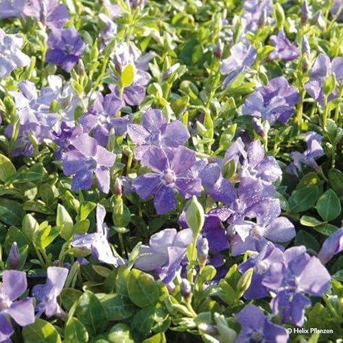 Vinca minor (Immergrün), 9 cm Topf, 12er-Set
