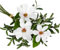 70cm Olivenzweig Künstlich mit Magnolien Blumen Kunstzweig Künstliche Blumen für hohe Vase Blumenarrangements, Vasen, Blumensträuße, Kränze, Tafelaufsätze, Hochzeit, Grünpflanzen, Heimdekoration