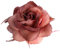 Altrosa Rose Haarspange Große Rose Fascinator Blume Haarspange Rosa Haarschmuck Clips Elastische Hochzeit Haarblume 1 Stück