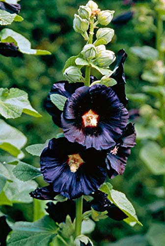 25 Hollyhock Nigra Seeds - Alcea Rosea Nigra - Black Hollyhock Perennial Seeds