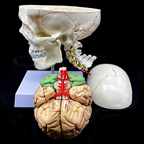 UIGJIOG Anatomieschädel, menschlicher Schädel mit Gehirn- und Halswirbra anatomischem Modell Lebensformat Anatomie für Klassenzimmer-Studienanzeigemodell für Patientenausbildung