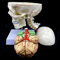 UIGJIOG Anatomieschädel, menschlicher Schädel mit Gehirn- und Halswirbra anatomischem Modell Lebensformat Anatomie für Klassenzimmer-Studienanzeigemodell für Patientenausbildung
