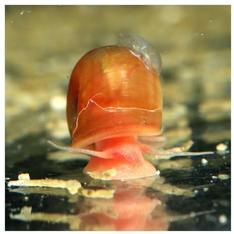 AQ4Aquaristik 3 x Orange-rote Posthornschnecken, Planorbella duryi, Reinigungscrew, Algenfresser
