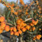 Pianta vera di Berberis linearifolia Orange King - Diametro Vaso Ø 19 cm