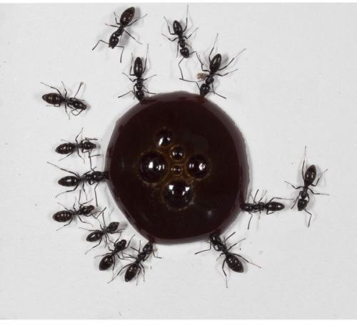 AntHouse 10ml Ameisen-Nektar - Protein Syrup for Queens Ants and Ants Colony