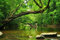 DSCHUNGEL Fototapete VLIES-350x260 cm (4159A)-Natur Landschaft Bäume Regenwald Pflanzen Wasserfall Wald-Inkl. Kleister-Vliestapete Bild Dekoration Wand-Dekor Moderne Motiv-Tapete Panorama Poster XXL