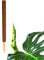 BigDean Pflanzstab Kokos 60 cm - Monstera Rankhilfe Rankstab Stab Moosstab Pflanzenstab Kokosstab für Pflanzen - aus natürlicher Kokosfaser - verlängerbar