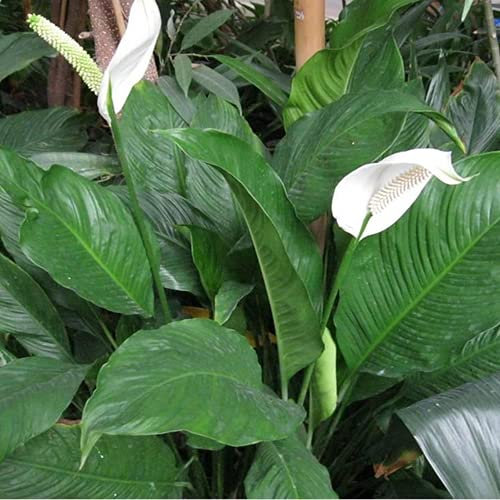 1 X SPATHIPHYLLUM 'LIRIO DE LA PAZ' VERDE OSCURO PLANTA DE INTERIOR SANA EN MACETA