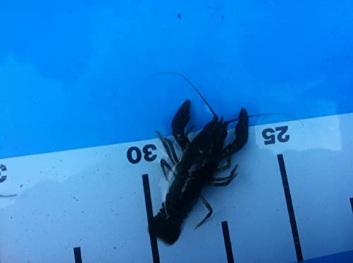 DIe Gesundheitspolizei für den Gartenteich - 10 Edelkrebse aus Deutscher Zucht - Beste Wasserqualität