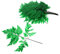 STOBAZA Getrocknete Farne Blatt Bouquet Natürliche Getrocknete Pflanze Home Farne Pflanze Schmuck