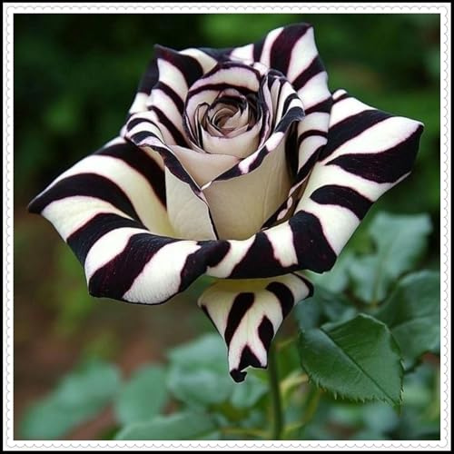 Rosen Wurzeln- Kletterrosen - Blätter in gemischten Farben - Aufmerksamkeit erregen - Beste Wahl für Gartendekoration//(NVNJHJN)-1 Wurzeln-B