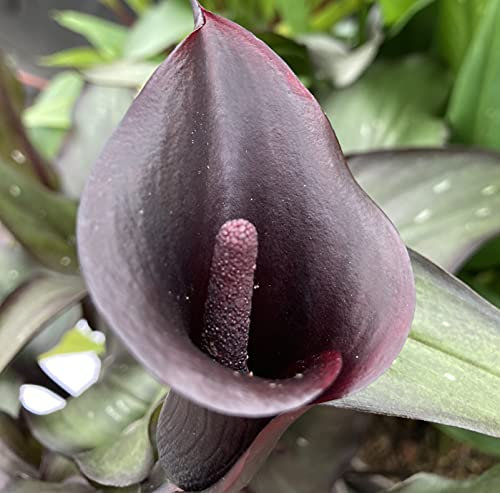 3 tubers of Calla Lily/Zantedeschia (Black Star) Includes Postage