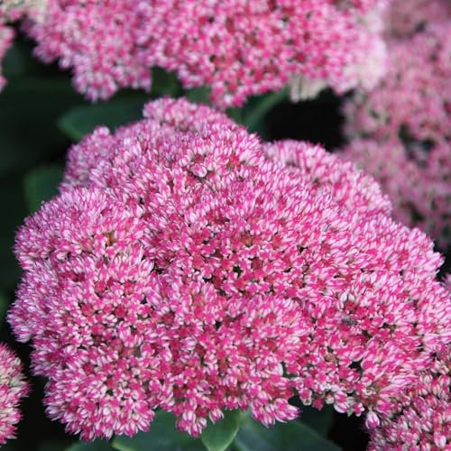 Plant Theory Herbstfreude Stonecrop Perennials Flowering Plants Hylotelephium 2L Pot