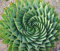 Portal Cool 100Pcs Semi rari Aloe Vera in marmo Chafer Cactus Pianta grassa giardinaggio domestico
