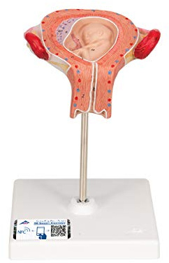 3B Scientific Menschliche Anatomie - Fetus Modell, 3. Monat + kostenlose Anatomie App - 3B Smart Anatomy