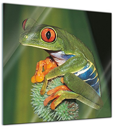 Bilderdepot24 Glasbild - Frosch in der Natur - 50x50 cm - Deko Glas - Wandbild - Bild auf Glas - moderne Glasbilder - Glasfoto - Echtglas