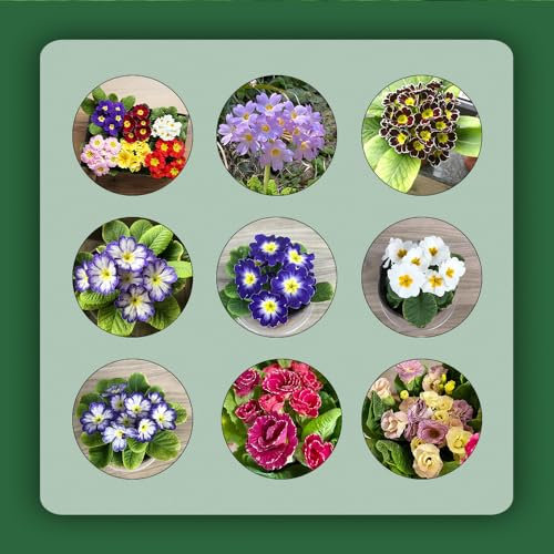 200 pcs primeln winterhart samen - balkonpflanzen winterhart primel,Primula malacoides, bonsai topf balkonpflanzen bienenwiese bienenfreund bonsai samen gartenpflanzen hochbeet