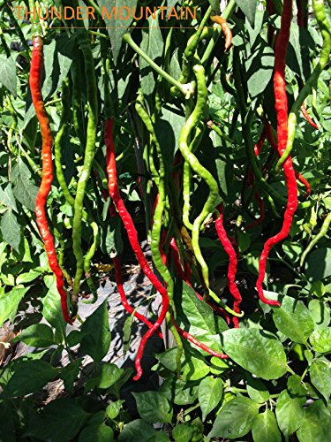 SEMI PEPERONCINO-THUNDER MOUNTAIN LONG HORN+ GUIDA ALLA COLTIVAZIONE