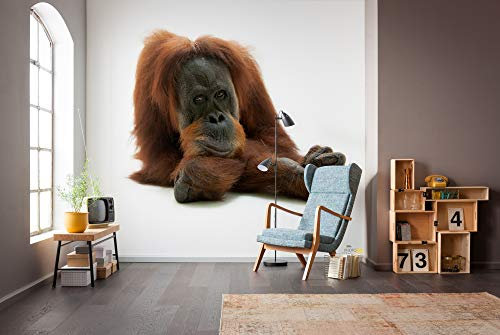 Komar NGX6-002 National Geographic Vlies Oran Uthan-Größe 300 x 280 cm-Tapete, Wanddekoration, Tierporträt, Tierbild, AFFE, Wohnzimmer Fototapete, braun, weiß