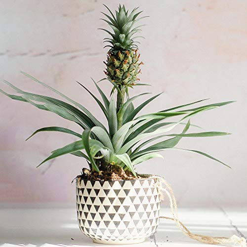 1 x Immergrüner Ananas comosus Amigo | Premium Qualität 35-45cm Ananas Topfpflanze
