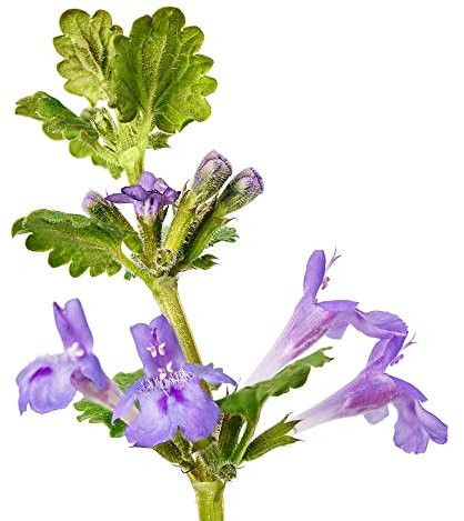Katzenminze Samen Bio,Nepeta Cataria, Gartenarbeit Gartenpflanzen Winterhart Mehrjährig Balkonpflanzen Winterhart Bio Geschenke Pflanzensamen Bio Aussaat Saatgut Gemüse Herbal 200 Stück