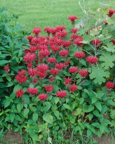 Indianernessel 'Cambridge Scarlet' im Topf Monarda fistulosa winterhart | 80-100 cm hoch, scharlachrote Blüten Juli-August, sonniger Standort, Duftgarten und Schnittblume, winterhart bis -28 °C
