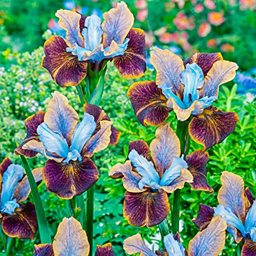 Bunte Iris Wurzelnackte Pflanze Mehrjährige Blumenzwiebeln (6 Zwiebeln)