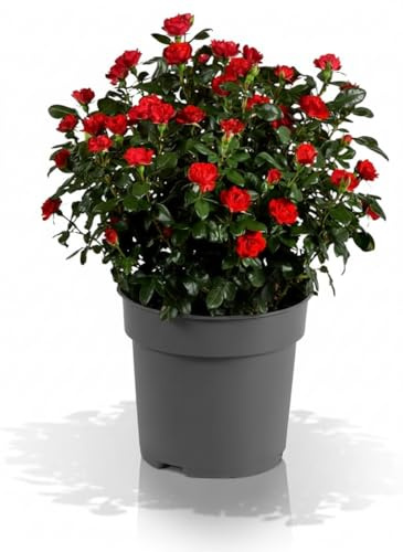 Zepeti Meibenbino Rosa a Cespuglio Rossa – Pianta da Esterno Resistente al Gelo, Rosa Rifiorente per iardino, terrazzo, balcone o vaso