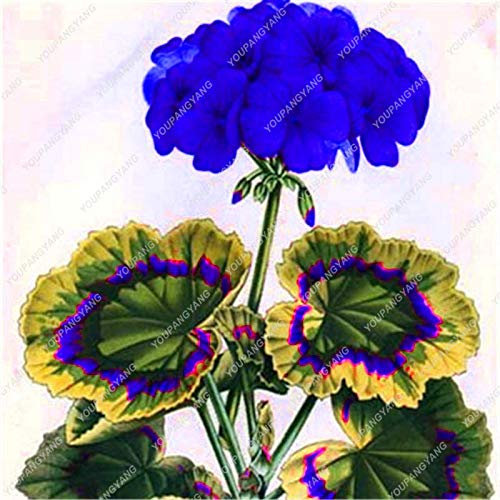 Semi Geranio Fiori per il Giardinaggio Bella Azul Paquete de 50
